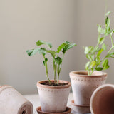 Helena Rose Pot 8"