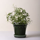 Bergs Potter Københavner Emerald Pot