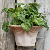 Bergs Potter Daisy Rose Wall Pot