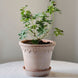 Bergs Potter Københavner Rosa Raw Pot 6.3" - Faire Living