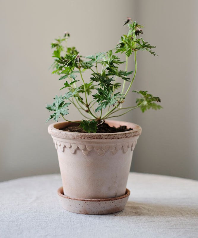 Bergs Potter Københavner Rosa Raw Pot 6.3" - Faire Living