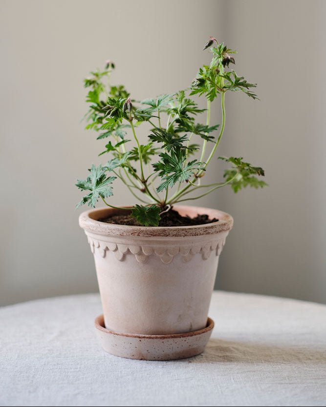 Bergs Potter Københavner Rosa Raw Pot 6.3" - Faire Living