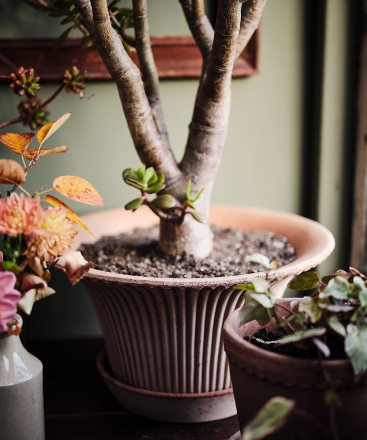 Bergs Potter Daisy Rose Pot - Faire Living