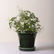 Bergs Potter Københavner Emerald Pot - Faire Living
