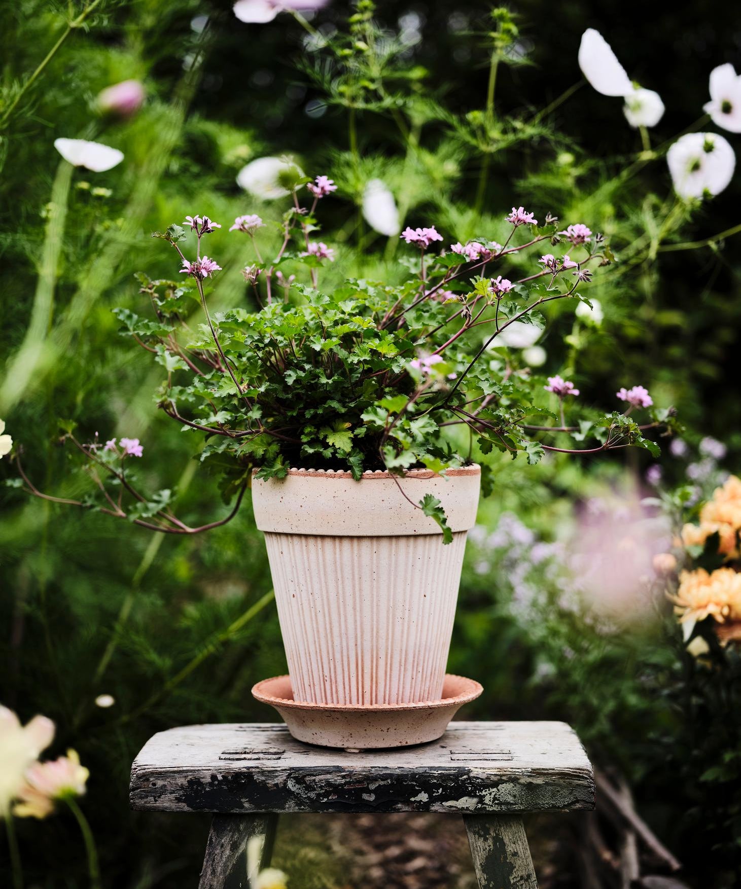 Bergs Potter Simona Rosa Pot - Faire Living