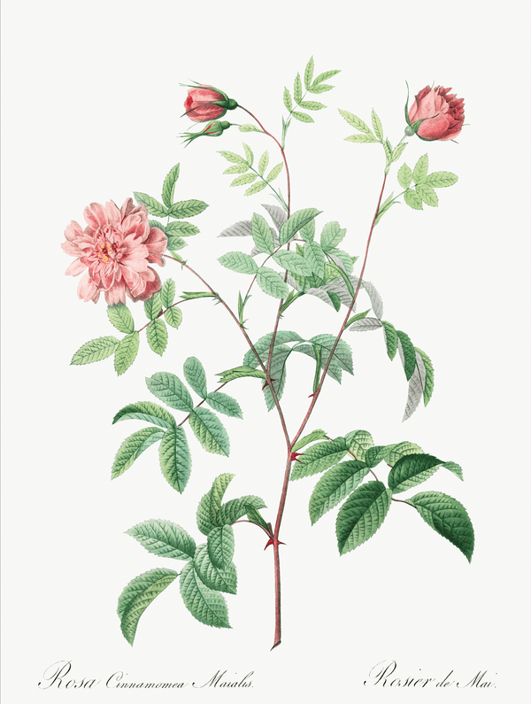 Rose No. 1 Botanical Illustration Fine Art Print