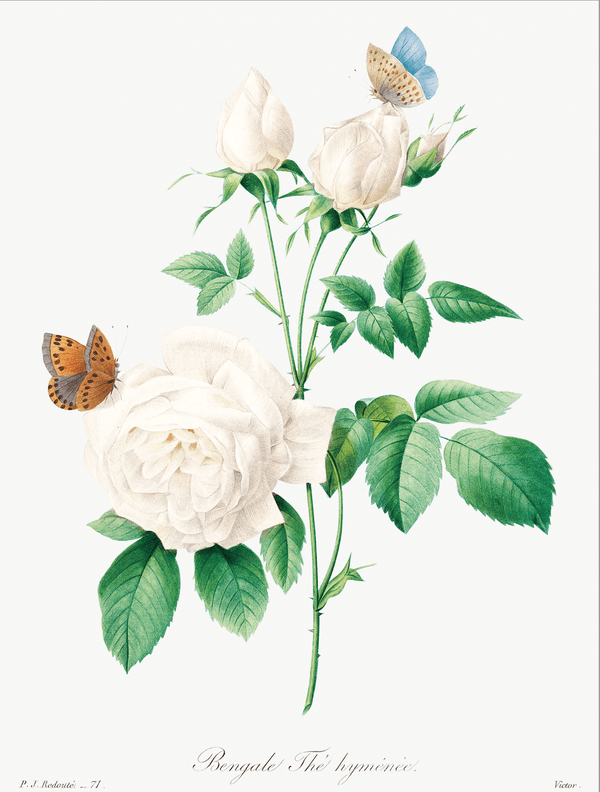 Rose No. 2 Botanical Illustration Fine Art Print