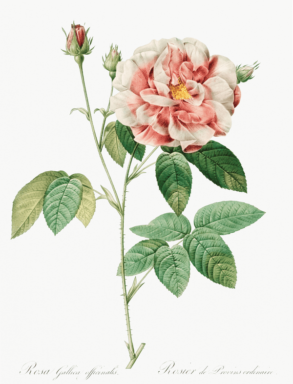 Rose No. 3 Botanical Illustration Fine Art Print