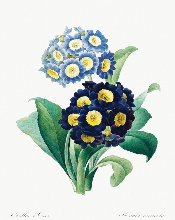 Primrose Botanical Illustration Fine Art Print
