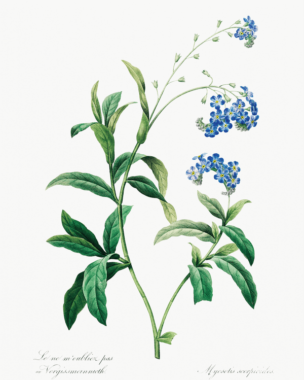 Forget-Me-Not Botanical Illustration Fine Art Print