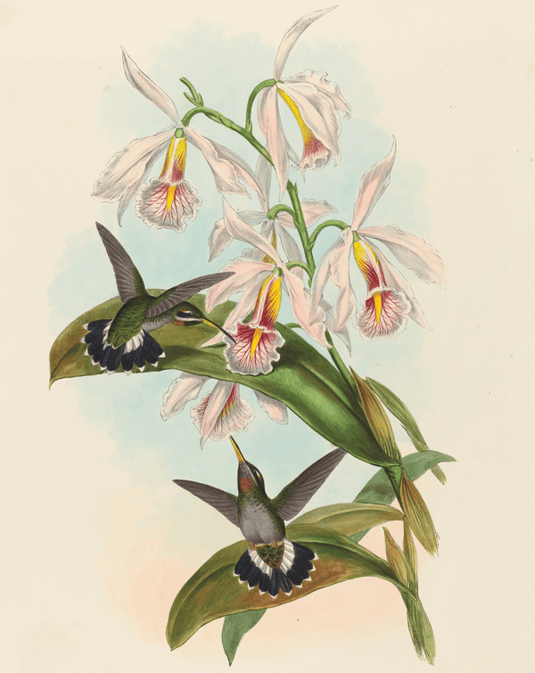 Hummingbird No. 1 Fine Art Print