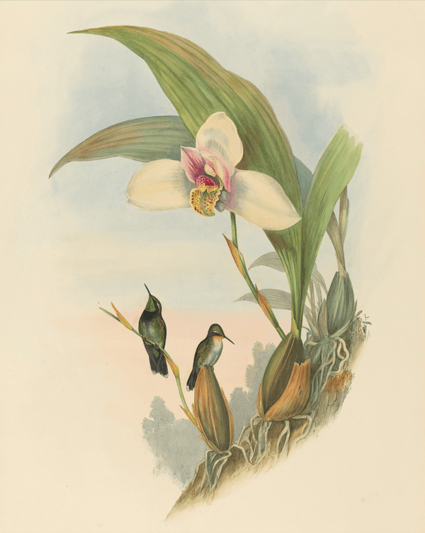 Hummingbird No. 2 Fine Art Print