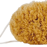 Natural Sea Sponge - Faire Living