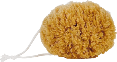 Natural Sea Sponge - Faire Living