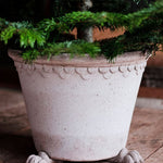Bergs Potter Lion Paw Pot Feet - Faire Living