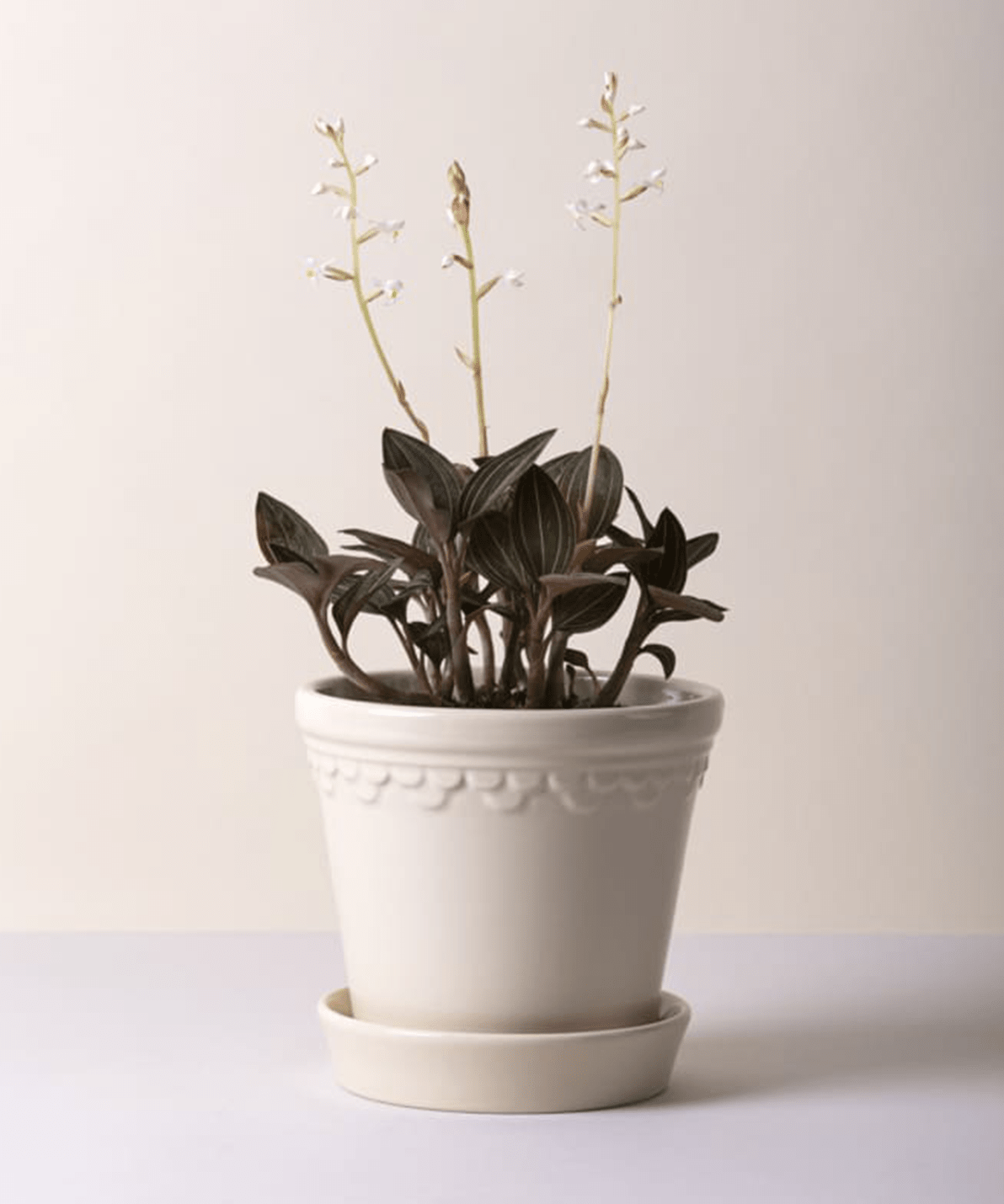Bergs Potter Københavner Sandstone Pot 9.8" - Faire Living