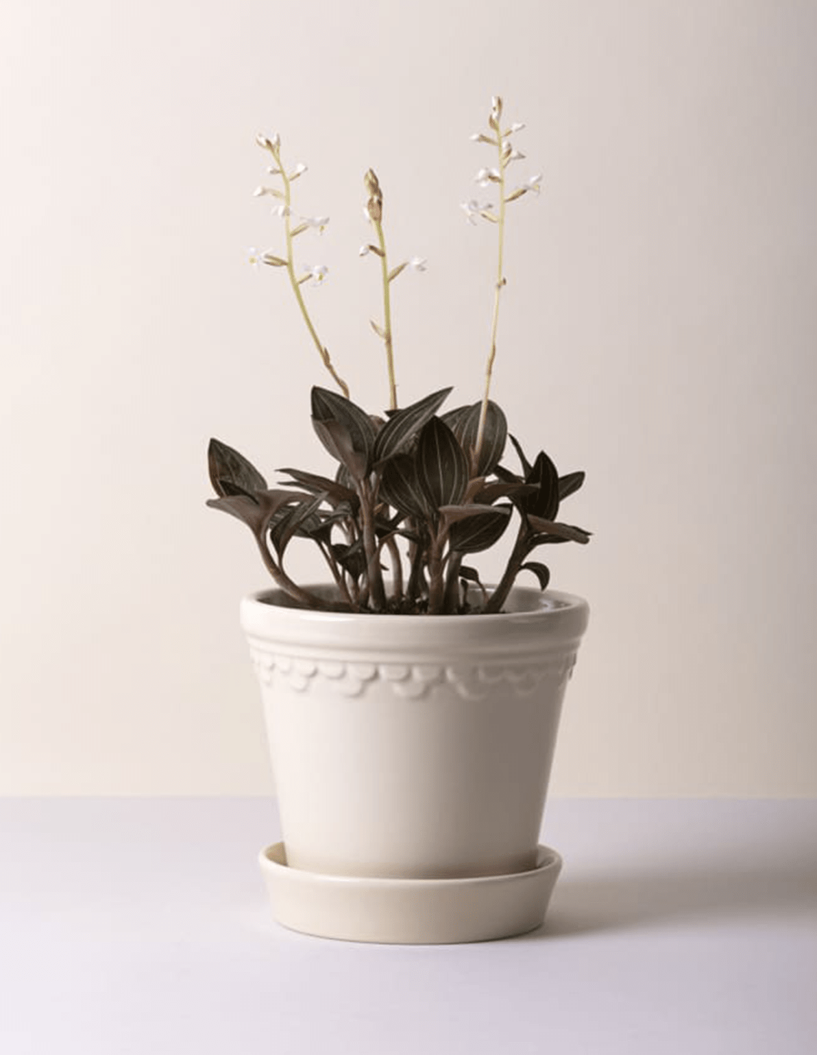Bergs Potter Københavner Sandstone Pot 9.8" - Faire Living