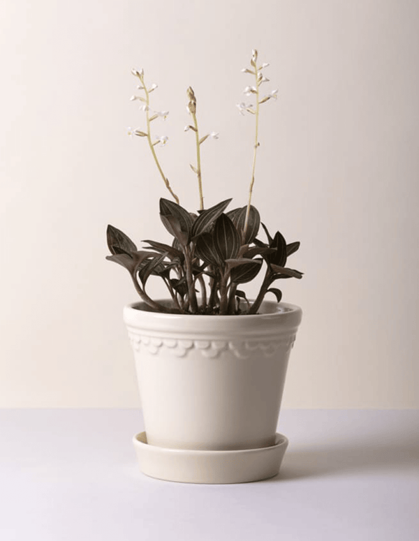 Bergs Potter Københavner Sandstone Pot 9.8" - Faire Living